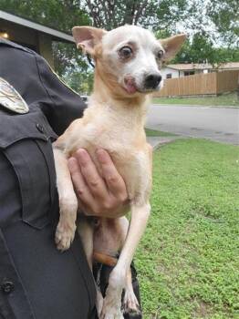 LANCE -  Chihuahua Dog for Adoption in San Antonio, Texas - LANCE | PetCurious