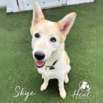 Skye -  Husky Dog for Adoption in Youngwood, Pennsylvania - Skye | PetCurious