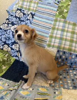 Freida -  Chihuahua and Spaniel Dog for Adoption - Freida | PetCurious