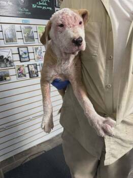 Pit Bull Terrier Dogs Available for Adoption in Newport, Kentucky - Scruggs | PetCurious