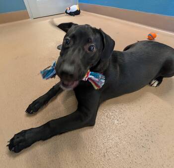 Kira A218292 -  Labrador Retriever Dog for Adoption in Plano, Texas - Kira A218292 | PetCurious