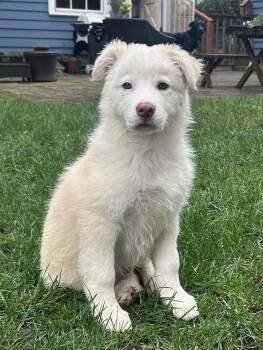Siberian Husky and Pit Bull Terrier Dogs Available for Adoption in Silvana, Washington - Spinach (Leafy Greens Litter) | PetCurious