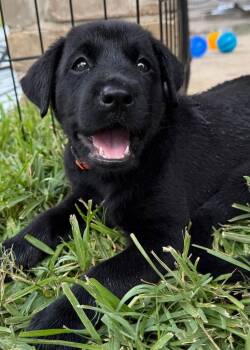 Mona -  Labrador Retriever Dog for Adoption in Austin, Texas - Mona | PetCurious