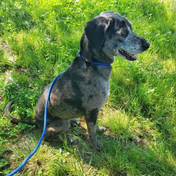 Catahoula Leopard Dog Dogs Available for Adoption in Jersey City, New Jersey - Kallie | PetCurious