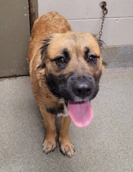 Harmony -  Shepherd Dog for Adoption in Hopkinsville, Kentucky - Harmony | PetCurious