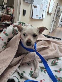COWBOY -  Chihuahua and Mixed Breed Dog for Adoption in Chula Vista, California - COWBOY | PetCurious