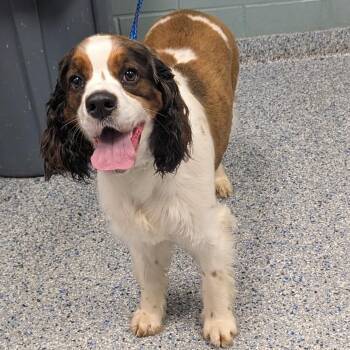 English Springer Spaniel Dogs Available for Adoption in Greenville, South Carolina - Bentley | PetCurious