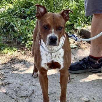 Cattle Dog and Mixed Breed Dogs Available for Adoption in St. Louis, Missouri - Povell | PetCurious