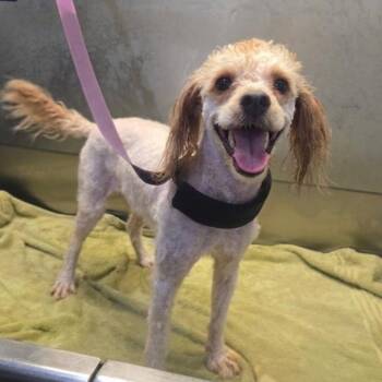 Rudy -  Miniature Poodle Dog for Adoption in Athens, Alabama - Rudy | PetCurious