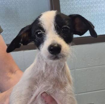 Pen 225 Patty -  Chihuahua Dog for Adoption in Lawrenceville, Georgia - Pen 225 Patty | PetCurious