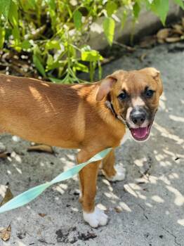 Pookie -  Labrador Retriever Dog for Adoption in San Antonio, Texas - Pookie | PetCurious