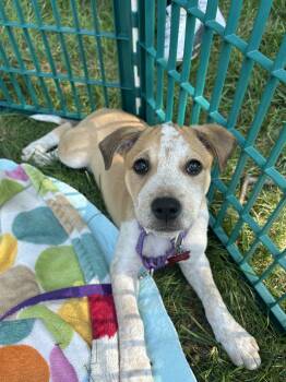 Rescue Australian Cattle Dog Blue Heeler and Pit Bull Terrier Dogs for Adoption in Columbia, Missouri - Blitz | PetCurious