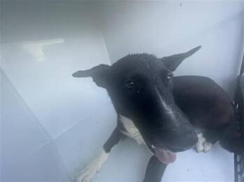 A660640 -  Husky and Mixed Breed Dog for Adoption in Houston, Texas - A660640 | PetCurious