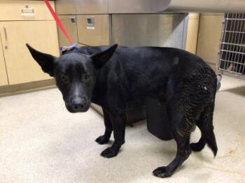 Rescue German Shepherd Dog and Mixed Breed Dogs for Adoption in Riverside, California - SAMUEL | PetCurious