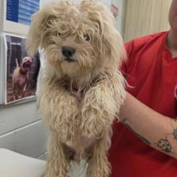Bluff -  Maltese Dog for Adoption in Chattanooga, Tennessee - Bluff | PetCurious