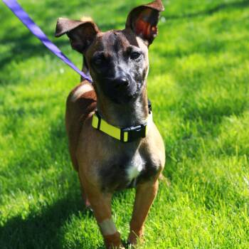 CT Mollie (foster in Stafford CT) -  Terrier and Miniature Schnauzer Dog Available for Adoption in Eastford, Connecticut - CT Mollie (foster In Stafford CT) | PetCurious