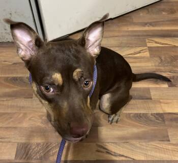 Mini -  Pit Bull Terrier and Doberman Pinscher Dog for Adoption in Baldwin, Michigan - Mini | PetCurious