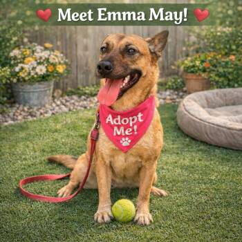Shepherd and Mixed Breed Dogs Available for Adoption - Emma  May | PetCurious