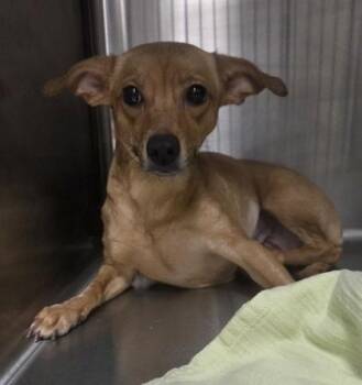 Chihuahua and Mixed Breed Dogs Available for Adoption - Fergie | PetCurious