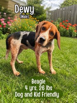 Dewy -  Mixed Breed Dog for Adoption in Westwood, New Jersey - Dewy | PetCurious