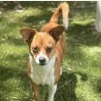 Chihuahua Dogs Available for Adoption in Clearwater, Florida - Penny | PetCurious