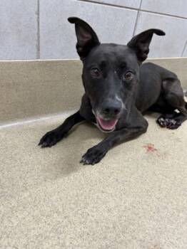 Rescue Labrador Retriever and Mixed Breed Dogs for Adoption in Fort Worth, Texas - Lily | PetCurious