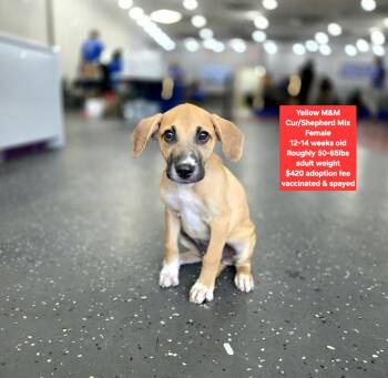 Yellow M & M -  Shepherd and Black Mouth Cur Dog for Adoption in Oviedo, Florida - Yellow M & M | PetCurious