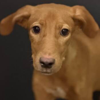 Brittanie -  Mixed Breed Dog for Adoption in Pauls Valley, Oklahoma - Brittanie | PetCurious