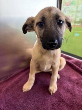 Shepherd Dogs Available for Adoption - Pen 232 Venus | PetCurious