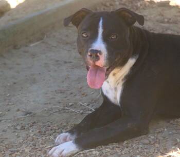 Adonis 26 -  Mixed Breed Dog for Adoption in Brookhaven, Mississippi - Adonis 26 | PetCurious