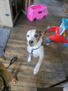 Moana -  Pit Bull Terrier Dog for Adoption in New London, Wisconsin - Moana | PetCurious