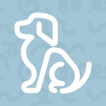 Pit Bull Terrier Dogs Available for Adoption - Carmel | PetCurious