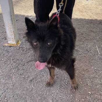 Retriever Dogs Available for Adoption - Roscoe | PetCurious