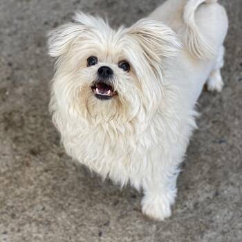Gizmo -  Pomeranian Dog for Adoption in Grand Junction, Colorado - Gizmo | PetCurious