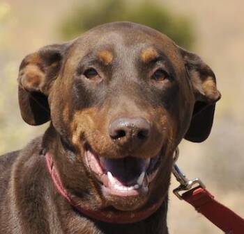 Rip -  Doberman Pinscher Dog for Adoption in Tehachapi, California - Rip | PetCurious