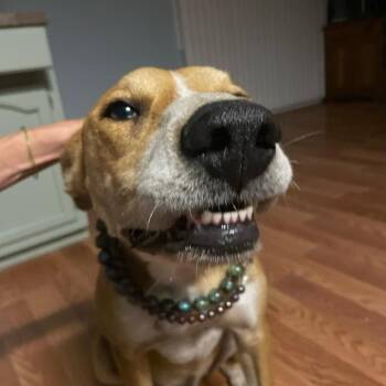 Rescue Australian Cattle Dog Blue Heeler and Hound Dogs for Adoption in Parrish, Alabama - Skit | PetCurious