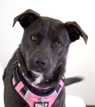 Cookie -  Labrador Retriever and Mixed Breed Dog Available for Adoption in Savage, Minnesota - Cookie | PetCurious