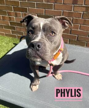Phylis -  Mixed Breed Dog for Adoption in Flint, Michigan - Phylis | PetCurious