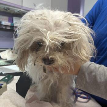 Sunscreen -  Lhasa Apso Dog for Adoption in Northbrook, Illinois - Sunscreen | PetCurious