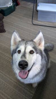 SADIE -  Alaskan Malamute Dog for Adoption in Seattle, Washington - SADIE | PetCurious