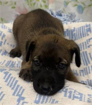 BASHFUL -  Australian Cattle Dog Blue Heeler and Mixed Breed Dog for Adoption in Rosenberg, Texas - BASHFUL | PetCurious