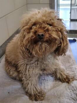 Poodle and Mixed Breed Dogs Available for Adoption - KFC | PetCurious