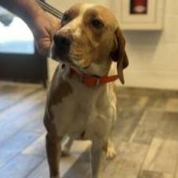 Hound Dogs Available for Adoption in Stafford, Virginia - Rocko | PetCurious
