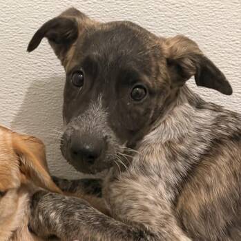 Meadow -  Australian Cattle Dog Blue Heeler Dog for Adoption in Mansfield, Texas - Meadow | PetCurious