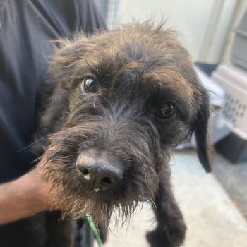GRETEL -  Terrier and Mixed Breed Dog for Adoption in Richmond, California - GRETEL | PetCurious