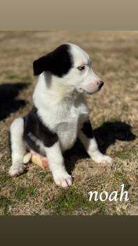 Mixed Breed Dogs Available for Adoption - Noah | PetCurious