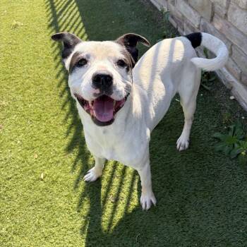 Mixed Breed and Terrier Dogs Available for Adoption in Nampa, Idaho - Mikey | PetCurious
