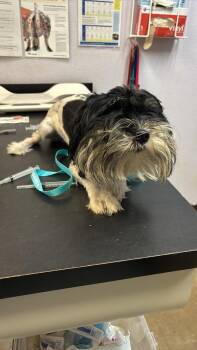 Bruno -  Shih Tzu Dog for Adoption in New Braunfels, Texas - Bruno | PetCurious