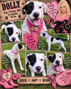 Dolly -  English Pointer and American Staffordshire Terrier Dog for Adoption in Jackson, Tennessee - Dolly | PetCurious