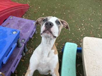 Blossom 2 -  Staffordshire Bull Terrier Dog for Adoption in Orlando, Florida - Blossom 2 | PetCurious